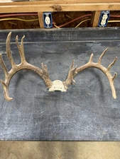 147” Wild 19 Point Heavy Non-Typical Whitetail Rack Skull Taxidermy Antlers