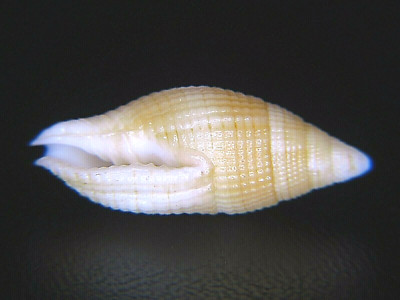MITRA ''NEBULARIA'' PELLISSERPENTIS: CORRUGATED FIJI FORM @ 23.7MM!