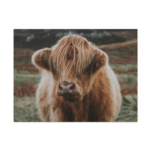 Shaggy Cow