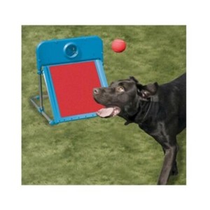 agility flyball