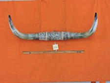 MOUNTED STEER BULL HORNS 3' 9" tip-tip  COW BULL HORN LONGHORN 232