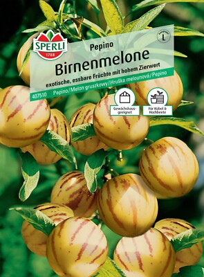 Birnenmelone Pepino essbare Frchte hoher Zierwert Samen 407510 | eBay