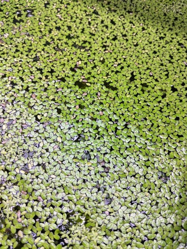 Duckweed 5.5oz Cup Full Buy 2 get 1 free! (Free Shipping!!) - Picture 7 of 7