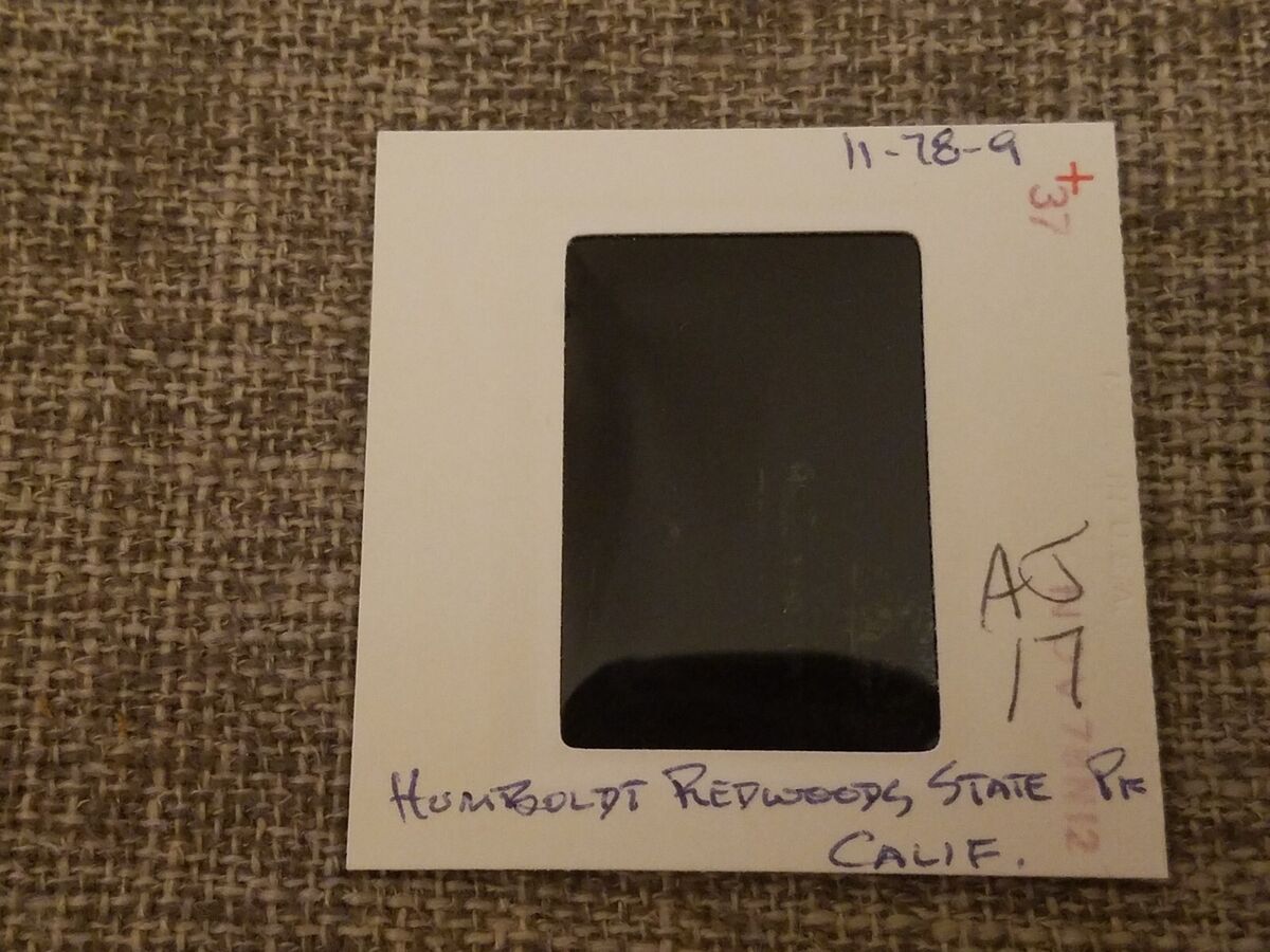 XAJ17 35mm Slide Photo Vintage 11-78-9 HUMBOLDT REDWOODS XAJ17 35mm Slide Photo Vintage 11-78-9 HUMBOLDT REDWOODS