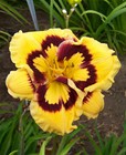 Deep Impact Reblooming Daylily - 1 Single Fan Division