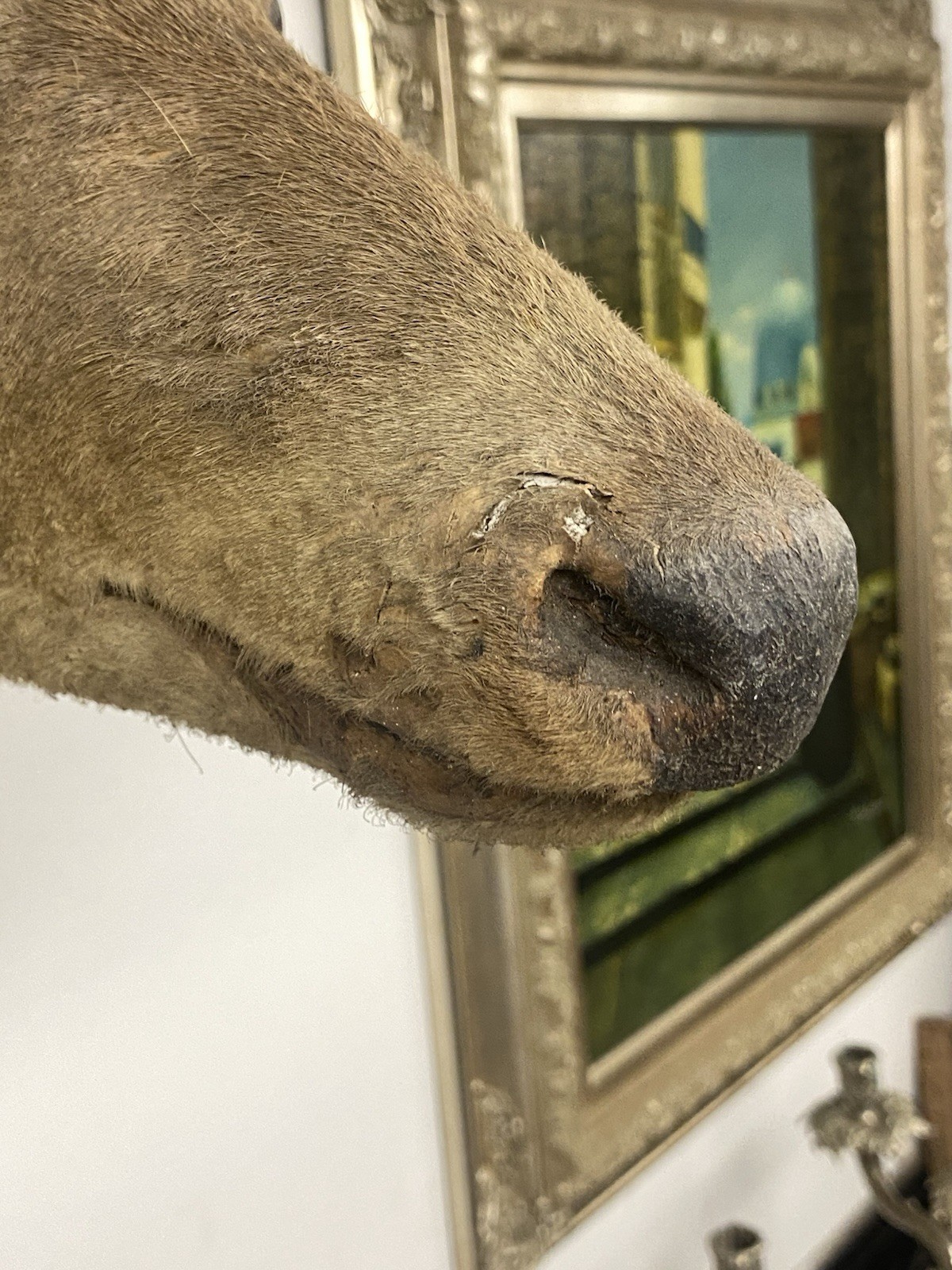 VINTAGE 8 POINT DEER TAXIDERMY WALL MOUNT