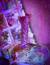 SAF~ “WYSIWYG” Purple Gorgonian Coral Frag, LPS, SPS, Soft Coral Colony