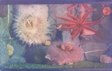 Postcard Sea Anemones and Star Fish