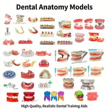 Dentale Typodont Modello Denti Impianto Patologico Perio Restauro Pratica Demo