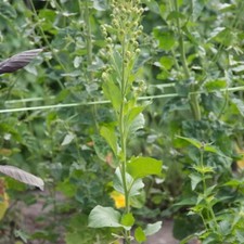 2000 Graines De Tabac Guarijio Makuchi Bio