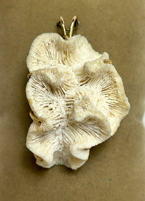 UNIQUE 14K YELLOW GOLD 2-1/2'' WHITE FOSSILIZED CORAL PENDANT