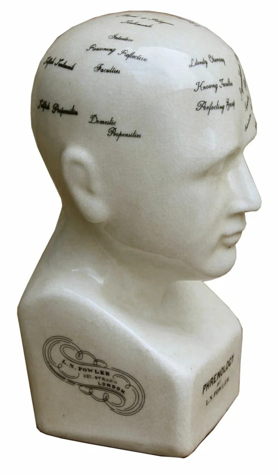 Phrenology Head Bust Scuplpture Ornament Ceramic Home Decor White Small 19cm - Image 4 of 4