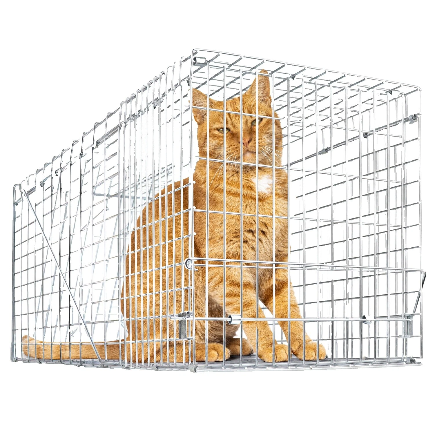 Control de roedores y Gato con