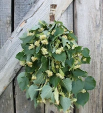 SEASON 2025! SET OF 10 LINDEN SAUNA WHISK FREE SHIPPING venik broom reisig