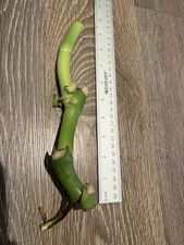 Monstera Deliciosa Live Plant Swiss Cheese-Split Leaf