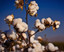 littlecottonsdeals