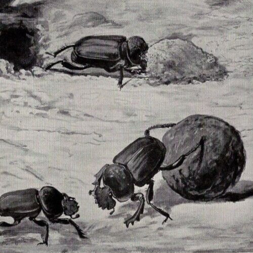 DUNG BEETLES - Insects Bugs Working Pill Lithograph 1900 Antique Print W  Video
