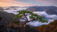 Landscape nature trees branch wood nathaniel merz Custom Gaming Mat Desk