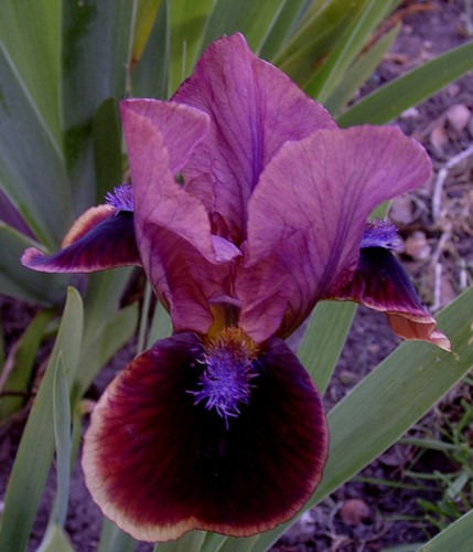 August delivery Iris pumila Bright Button red burgundy - Picture 3 of 3
