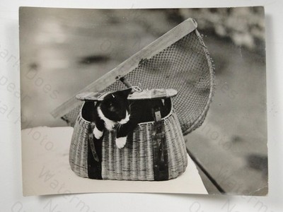 Smoking Katze Peeking Angeln Gatter Korb Netz J.W. Burchell Bristol Foto