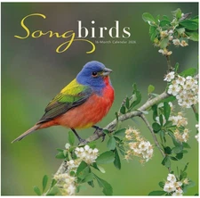 Songbirds: 12 X 12 Wall by Carousel Worldwide (English)