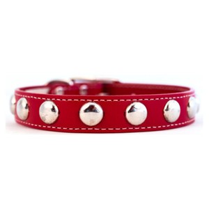 red studded dog collar