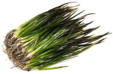 Vallisneria Americana Rubra