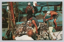 Fisherman in Provincetown Fishing Boat Catch Cape Cod Massachusetts Postcard