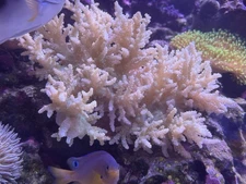 4” Large Frag Live Rainbow Nephthea Coral Reef Tank Beginner Soft Coral