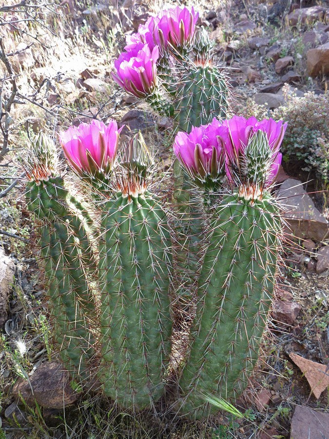 Echinocereus engelmannii boyce thompsonii HARDY Seeds! | eBay