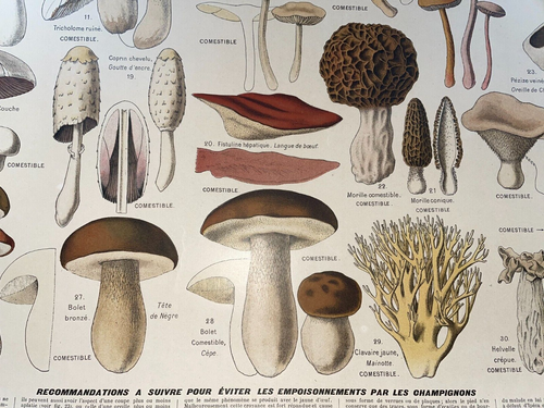 ESSBARE & GIFTIGE PILZE 1890 VON APREVAL ORIGINAL POSTER DRAEGER - Bild 11 von 24