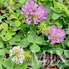 150.000 Samen Weißklee & Rotklee Klee MIX Gründüngung WHITE RED CLOVER ☘️ 100 m²
