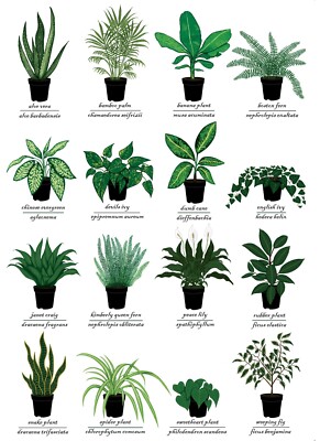 Houseplants Identification Chart Greetings Card Art - Indoor