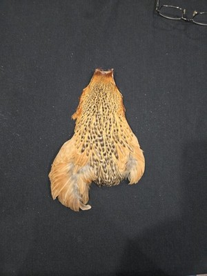 Barred Ginger Hen Neck Cape Fly Tying Wet Soft Hackle Craft Feathers Material