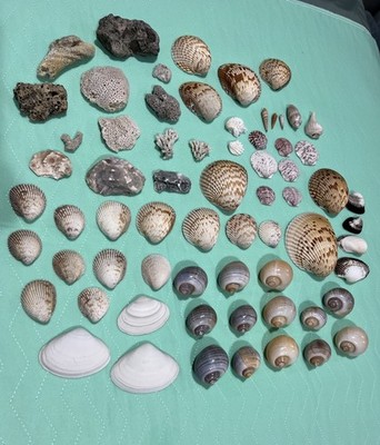 Large Lot Of Sea Shells Coral Hag Stone Snail Shells & More From Florida Beaches