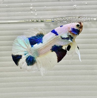 US SELLER (NEW) Male Polkie Blue Cow    HMPK Betta Imported from Thailand