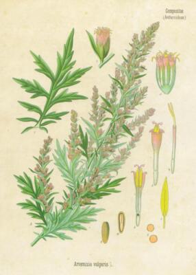 Compositae (Anthemideae). Artemisia vulgaris L.