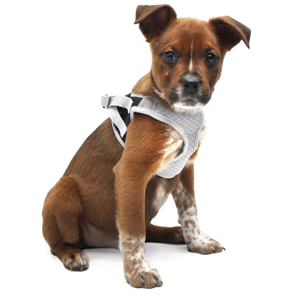 Dog Harness, Black, Wrap Style, Extra Small