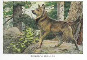 Norwegian Elkhound / Elk Hound - CUSTOM MATTED - 1927 Color Dog Art Print 