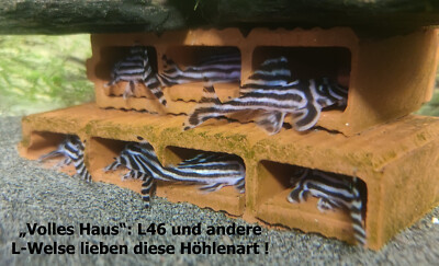 L-Welshöhle 5-fach, Zucht Versteck, 10 cm z. B. L46, Wels Höhle Aquarium Deko