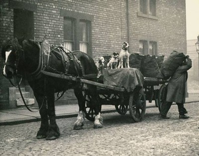 Thomas Newton gets his dogs to guard his precious cargo of coal af- Old Photo