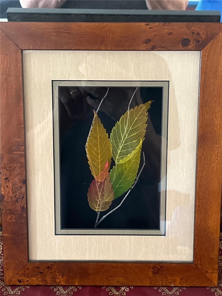 Hand Processed ZELKOVA ELM LEAF ART - LTD ED.  Booker Morey 10/2875 -  NICE!