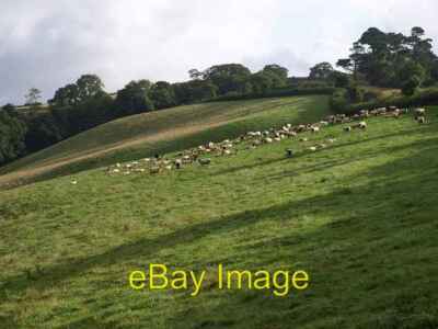 Foto 6x4 Schafe von Glazegate Lane Blagdon\/SX8561 Die Schafe sind im Up c2008