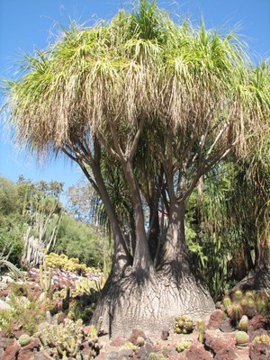 Ponytail Palm - 10 Tropical Seeds - Beaucarnea Recurvata - Elephants Foot  Bonsai | eBay