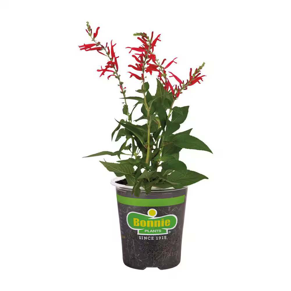 Bonnie Plants Pineapple Sage Herb Plant (19 oz.)