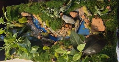 Fully Custom Living Wall 6' X 6'