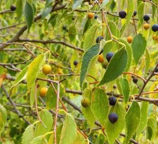Common Hackberry - Celtis occidentalis - 25+ seeds - HEIRLOOM SEEDS! W 020