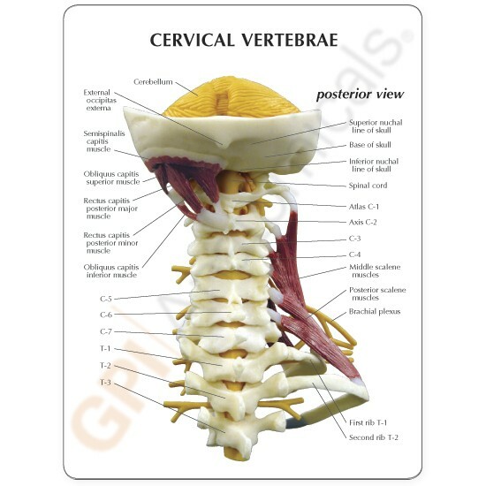 Vertebre cervicali muscolose modello anatomico GPI LFA #1720 VEDI VIDEO Fai un'offerta! foto 4