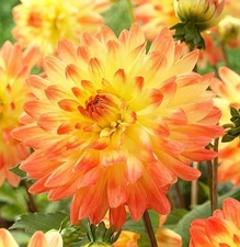 1 - DAHLIA Decorative VECTRA Flower Bulb Tuber Clump * NEW & ELECTRIFYING