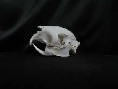 Véritable squelette de grenouille Polypedates leucomystax taxidermie ostéologie